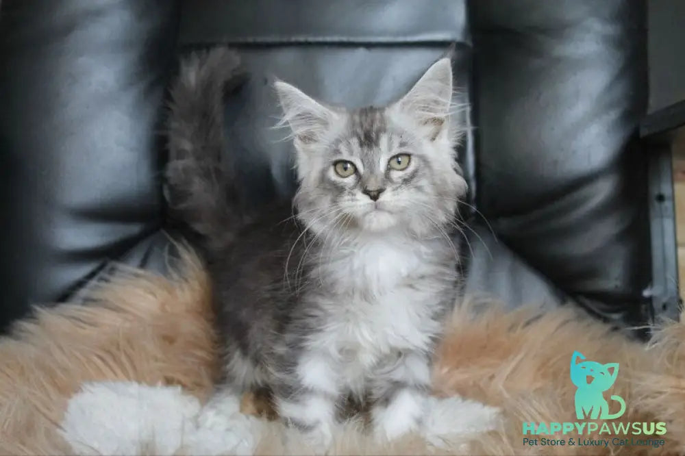 Betty Maine Coon female blue silver tabby - live animals