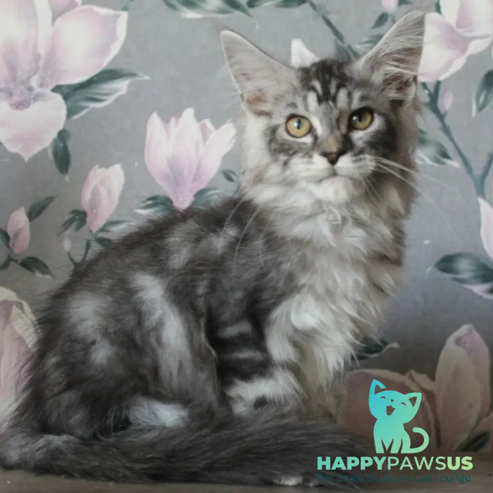 Betty Maine Coon female blue silver tabby - live animals