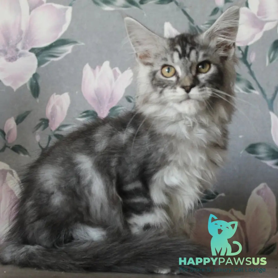 Betty Maine Coon female blue silver tabby - live animals