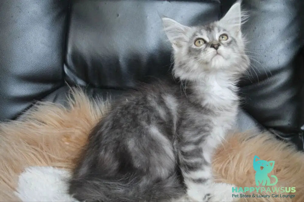 Betty Maine Coon female blue silver tabby - live animals