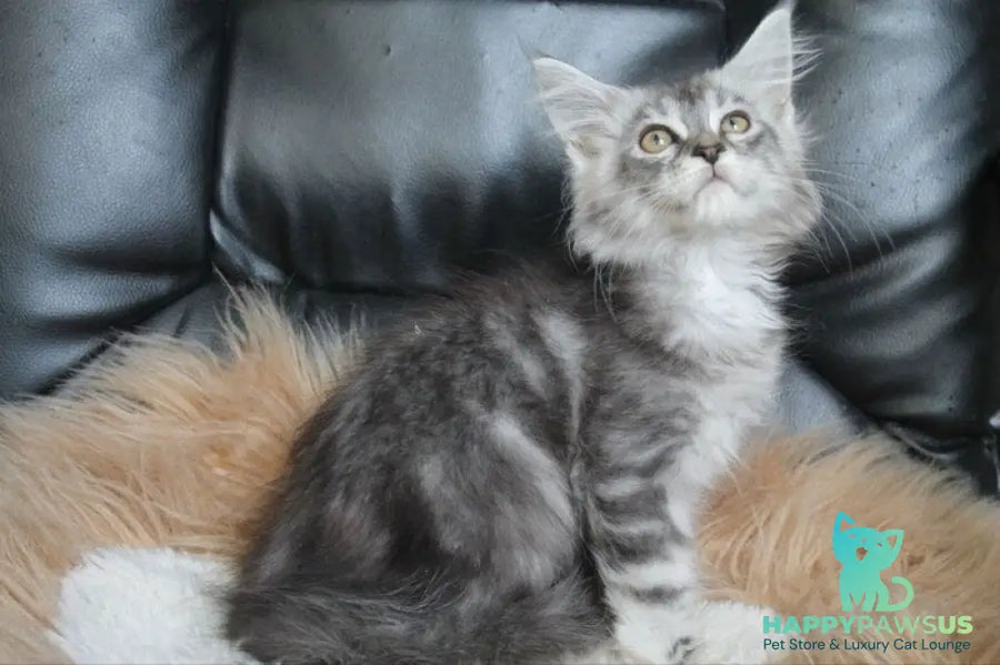 Betty Maine Coon female blue silver tabby - live animals