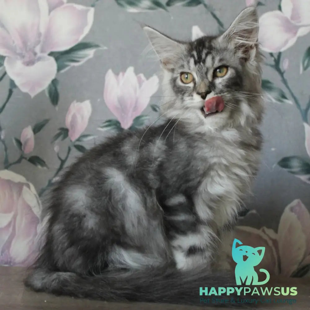 Betty Maine Coon female blue silver tabby - live animals