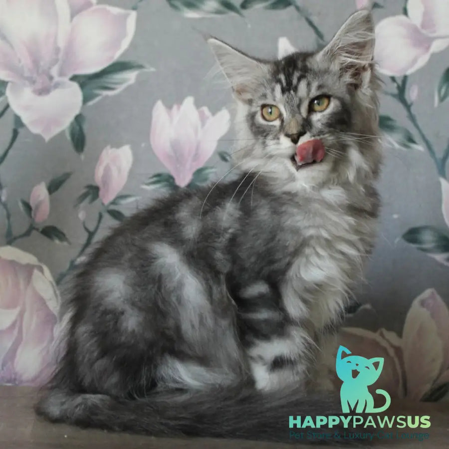 Betty Maine Coon female blue silver tabby - live animals