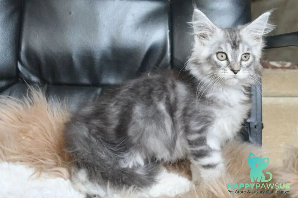 Betty Maine Coon female blue silver tabby - live animals