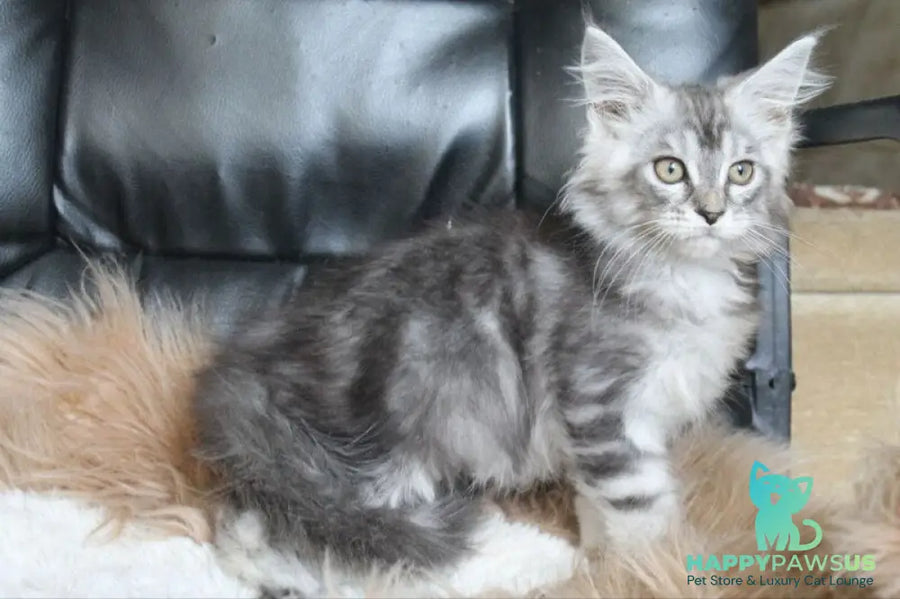 Betty Maine Coon female blue silver tabby - live animals