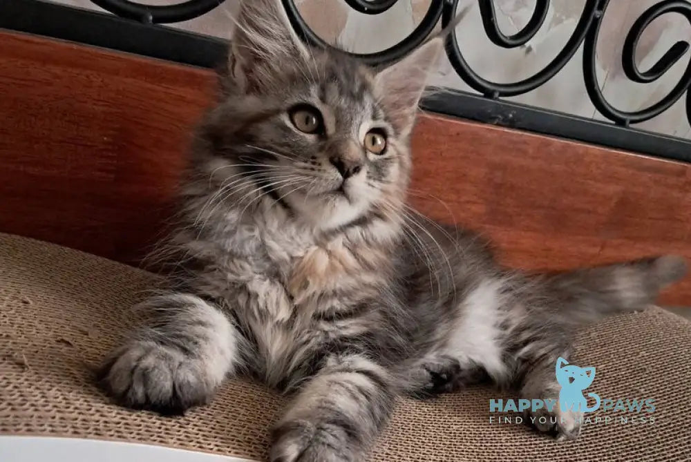 Bety Maine Coon female black tortie tabby live animals