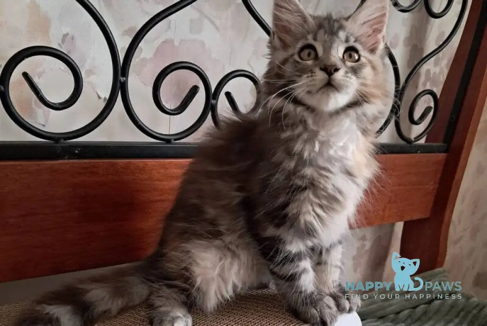 Bety Maine Coon female black tortie tabby live animals