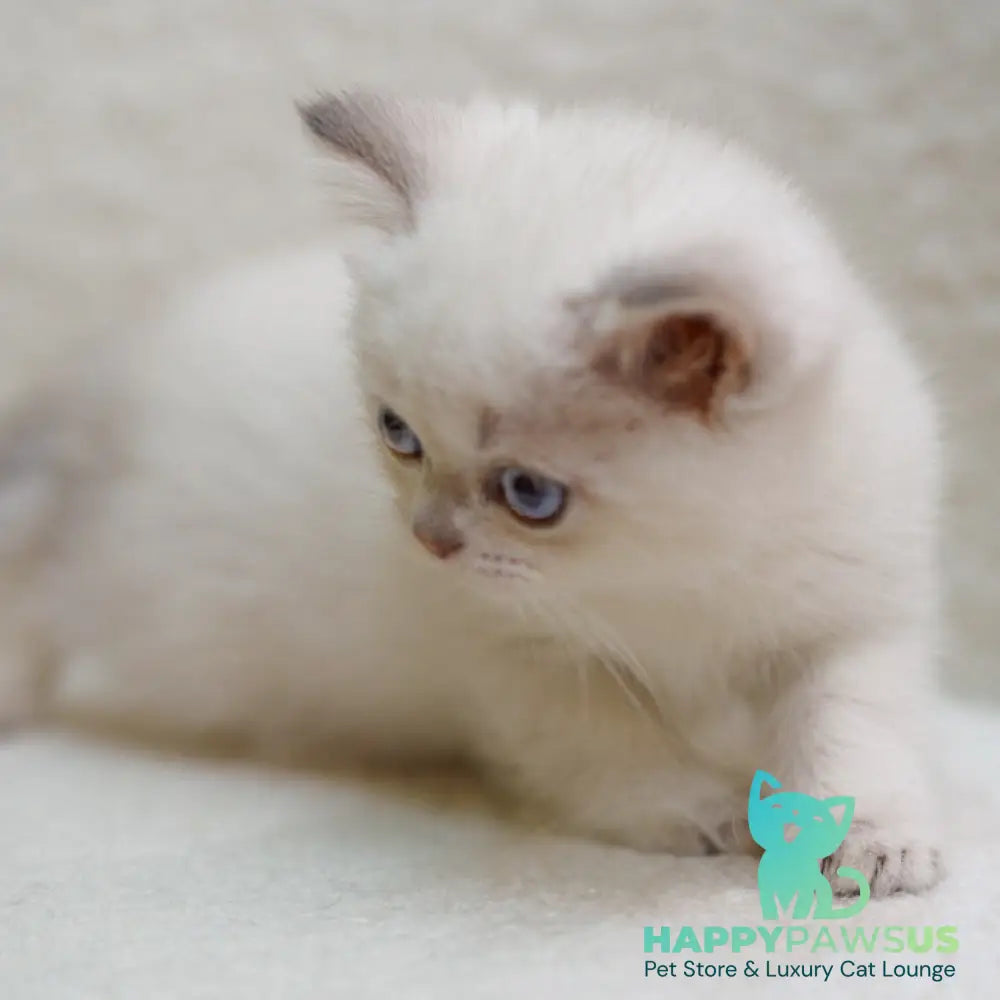 Bi Bi Scottish Straight female blue tabby pointed - live animals