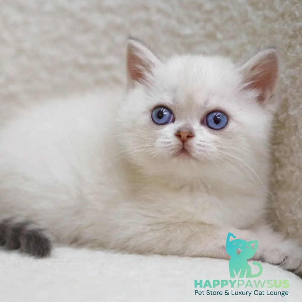 Bi Bi Scottish Straight female blue tabby pointed - live animals