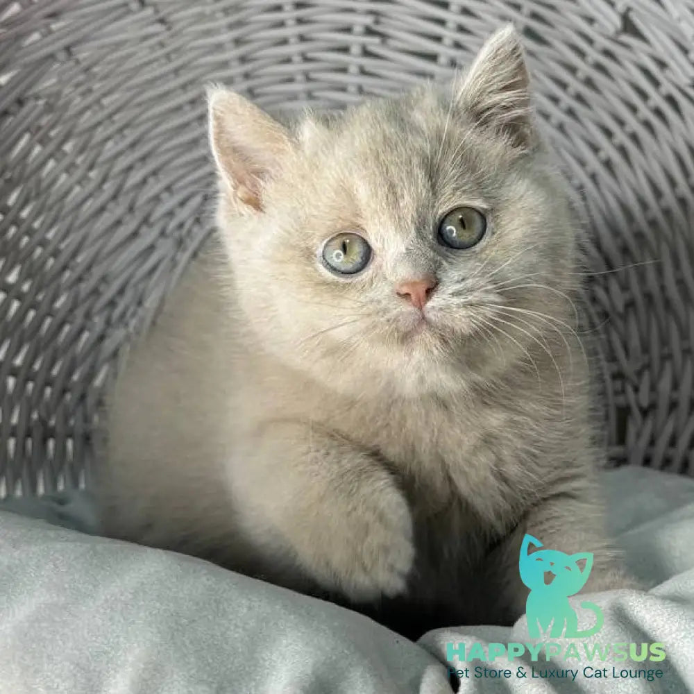 Bianca British Shorthair female fawn - live animals
