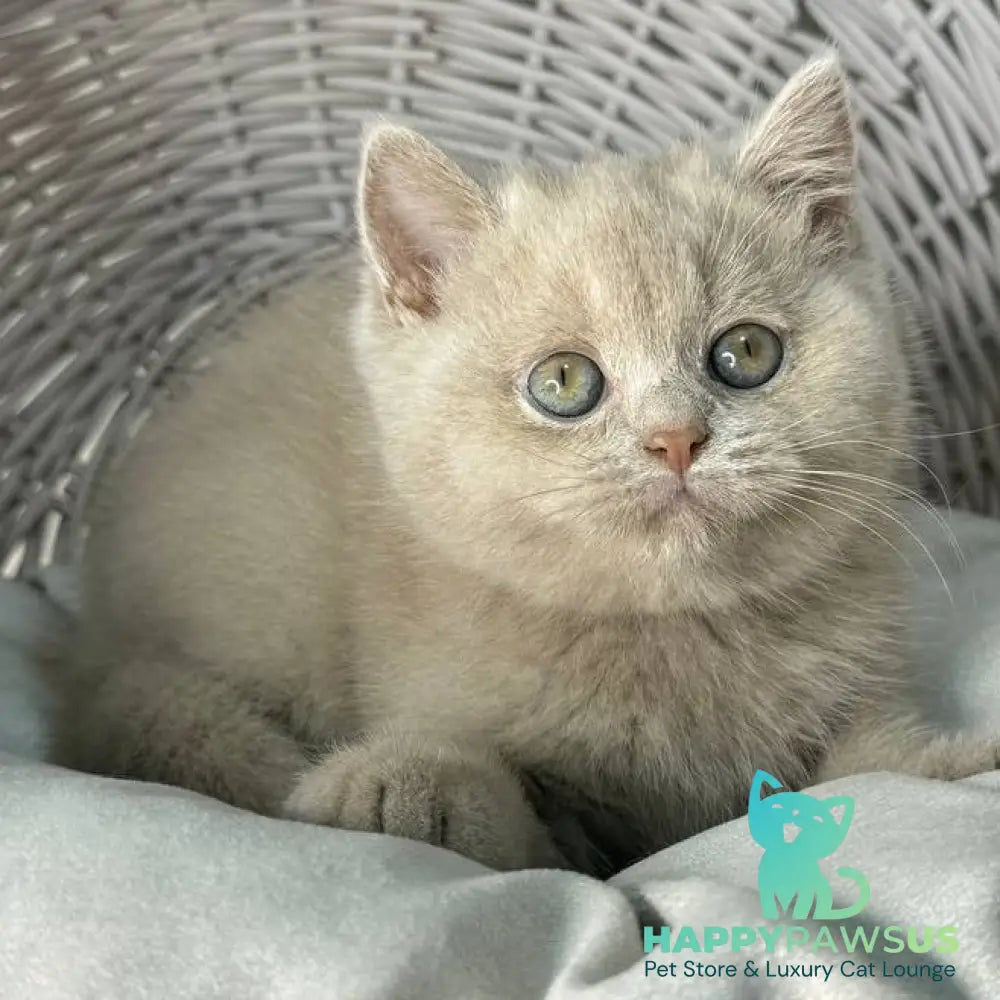 Bianca British Shorthair female fawn - live animals