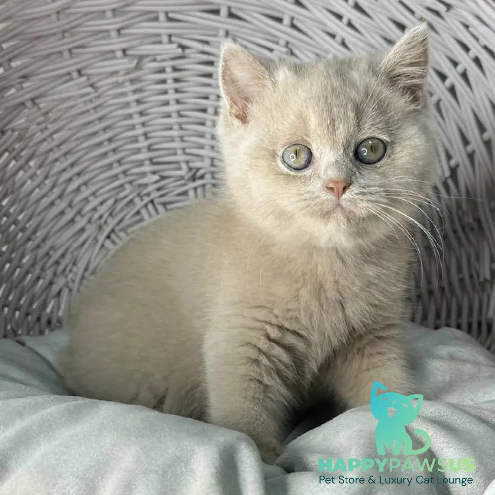 Bianca British Shorthair female fawn - live animals