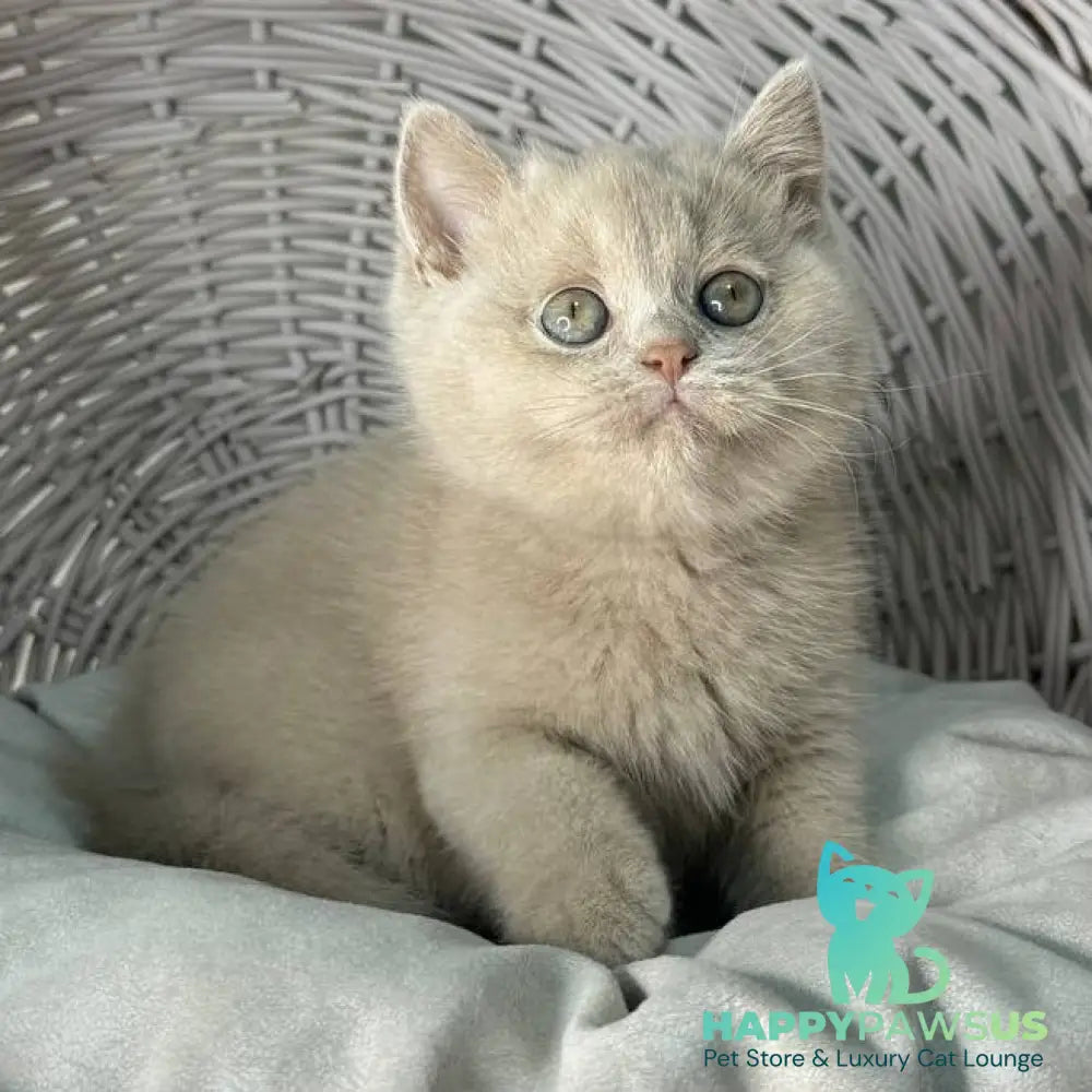 Bianca British Shorthair female fawn - live animals