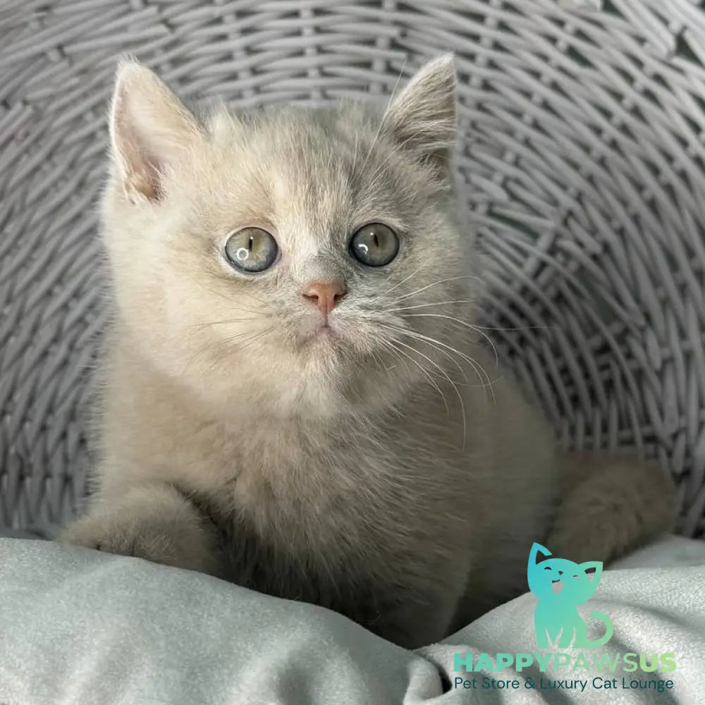 Bianca British Shorthair female fawn - live animals