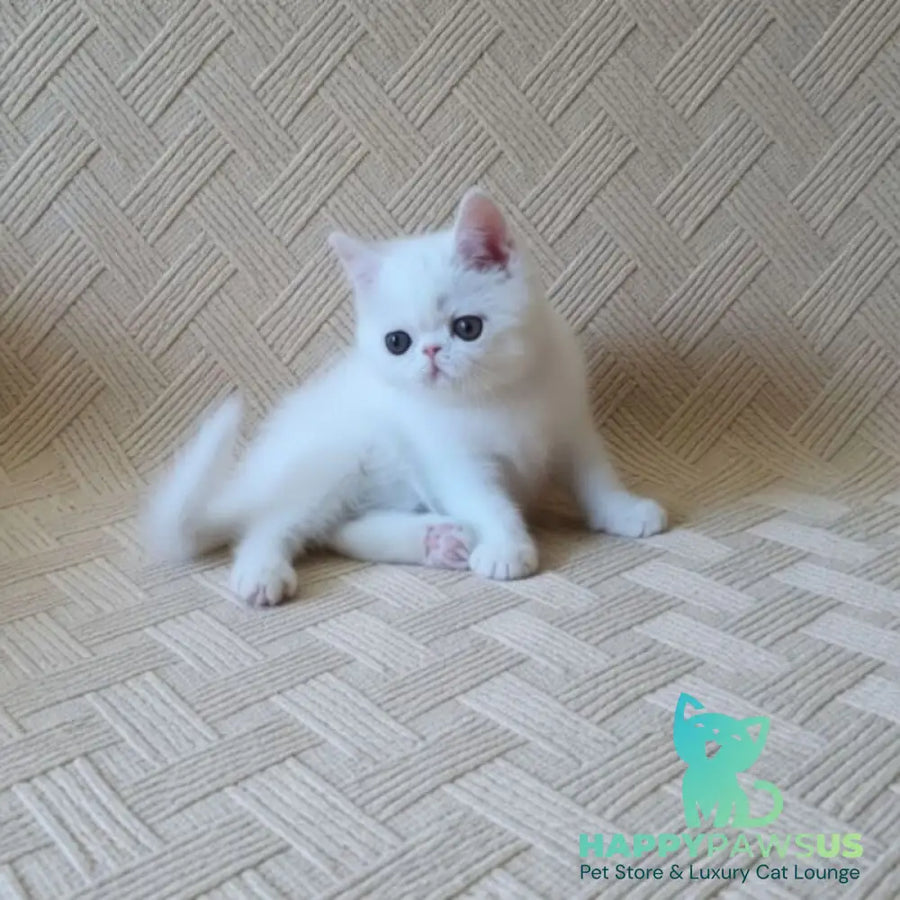 Bianca Exotic female white - live animals