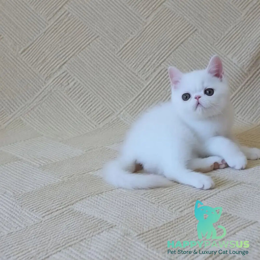 Bianca Exotic female white - live animals