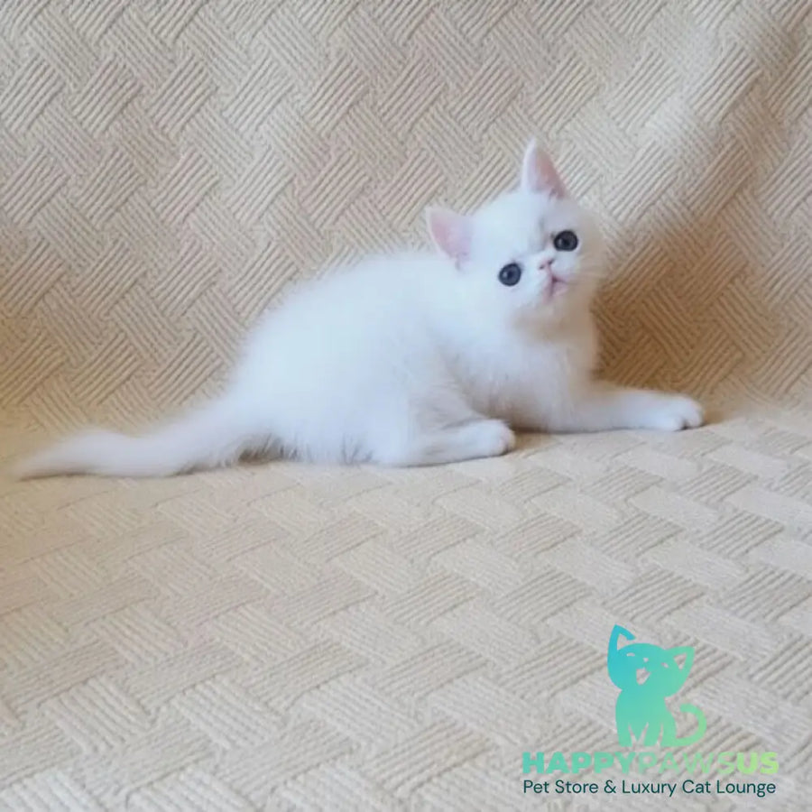 Bianca Exotic female white - live animals