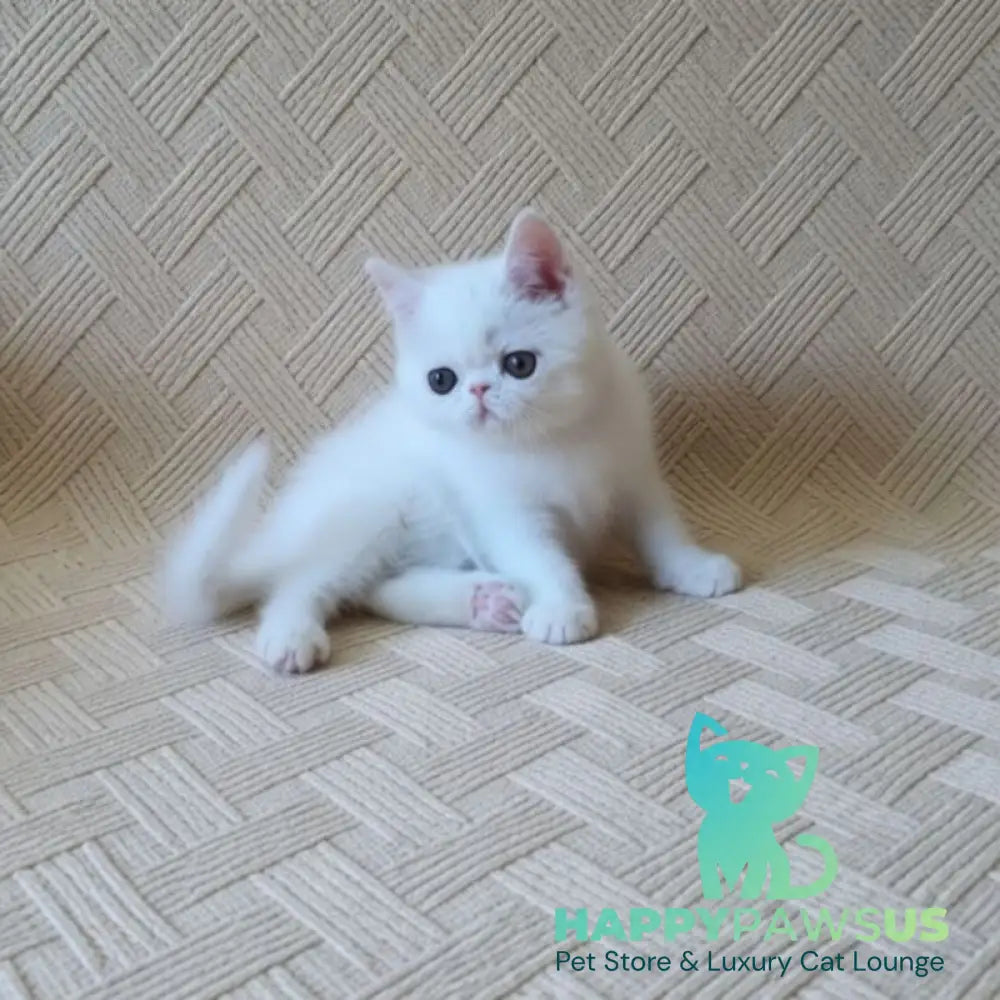 Bianca Exotic female white - live animals