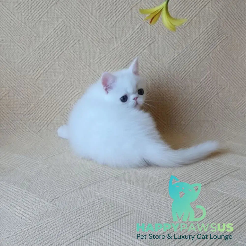 Bianca Exotic female white - live animals