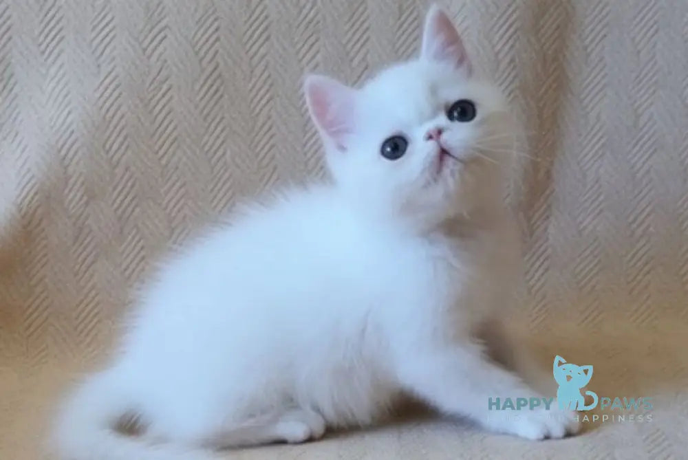 Bianca Exotic female white - live animals