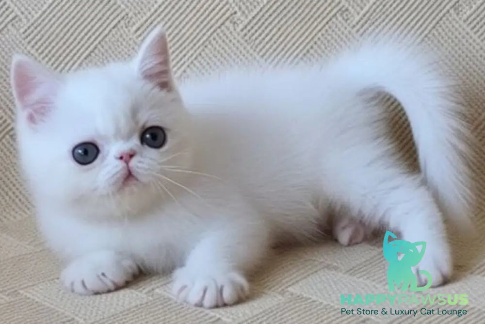 Bianca Exotic female white - live animals