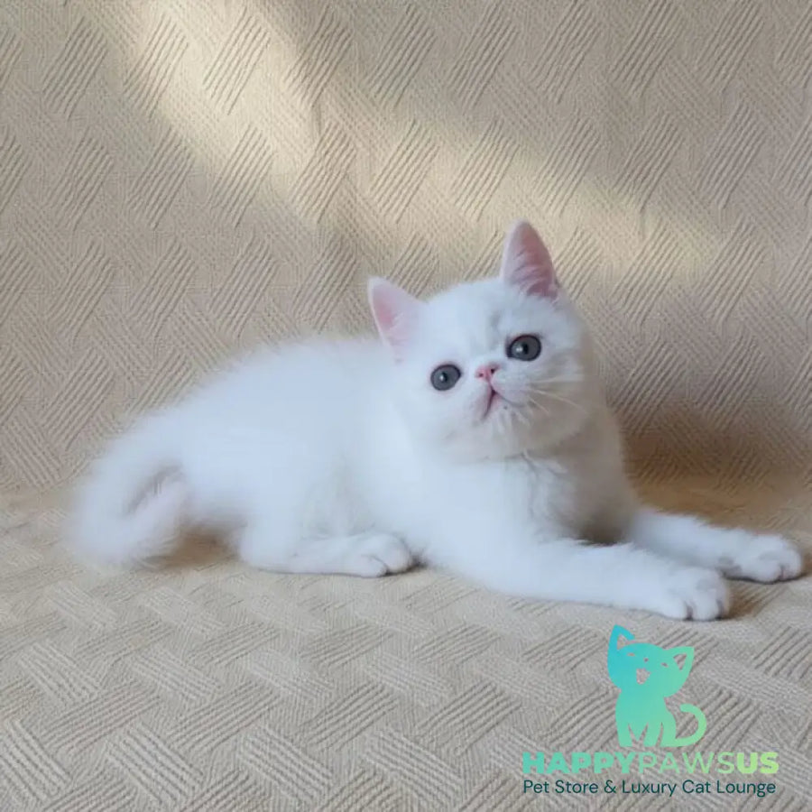 Bianca Exotic female white - live animals