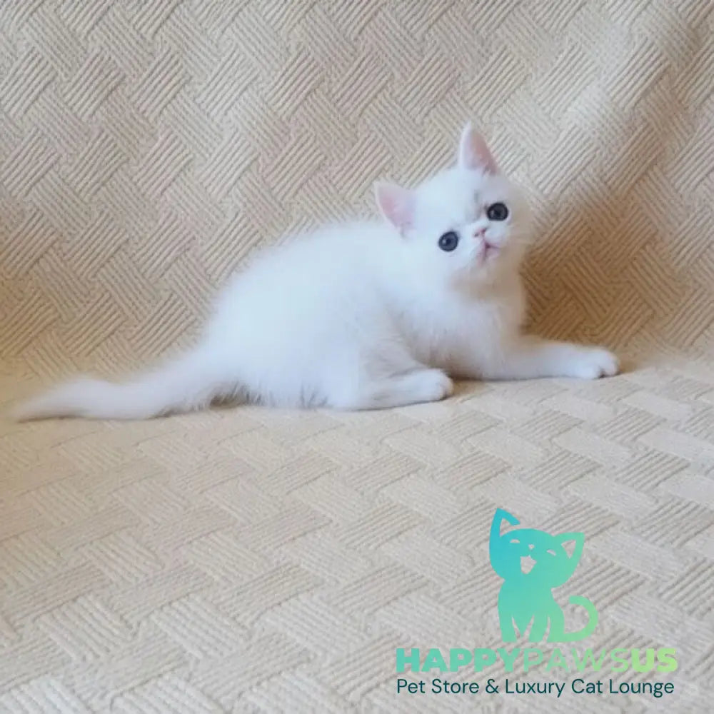 Bianca Exotic female white - live animals