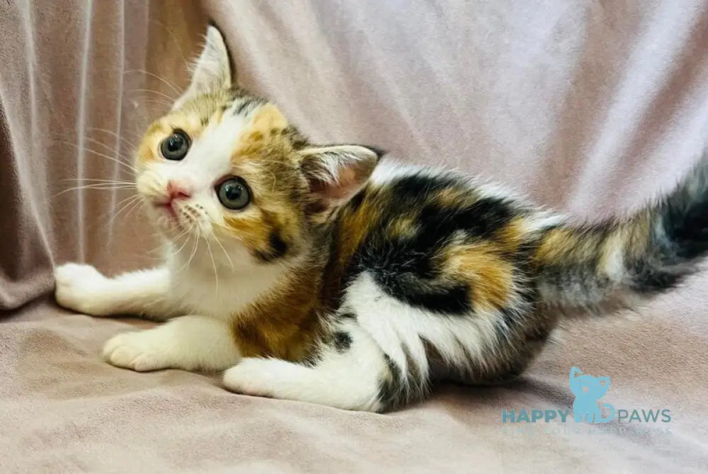 Bianca Scottish Straight female black tortie tabby bicolour live animals