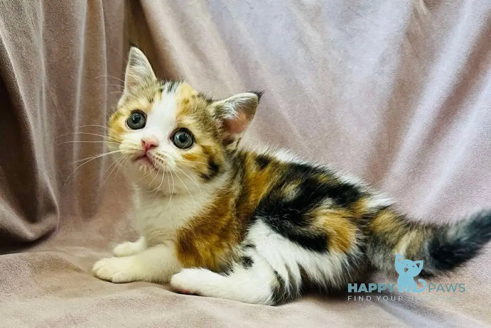 Bianca Scottish Straight female black tortie tabby bicolour live animals