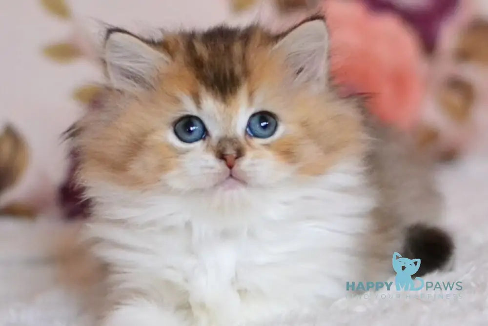 Bianka British Longhair female black golden ticked tabby bicolour live animals