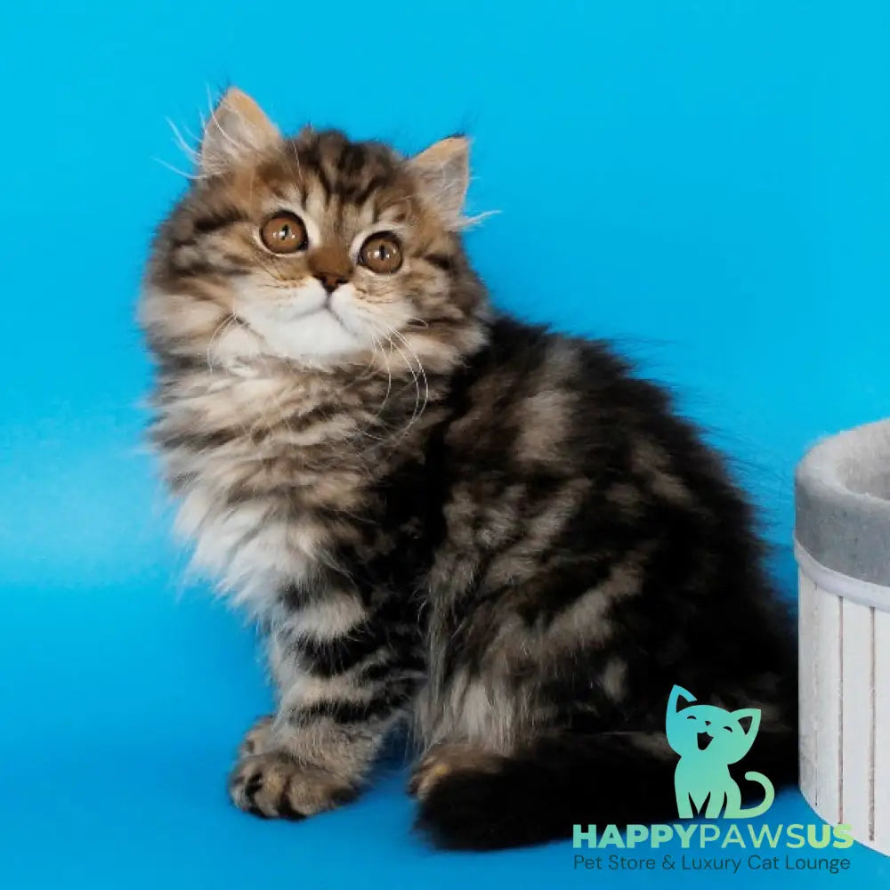 Bianka British Longhair female black tabby - live animals