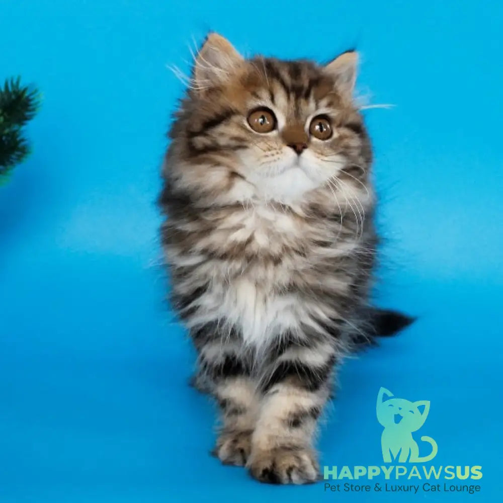 Bianka British Longhair female black tabby - live animals