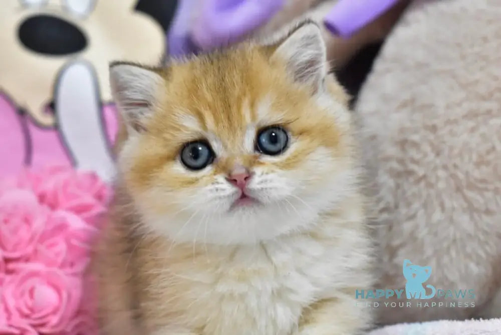 Bianka British Shorthair female black golden ticked tabby live animals