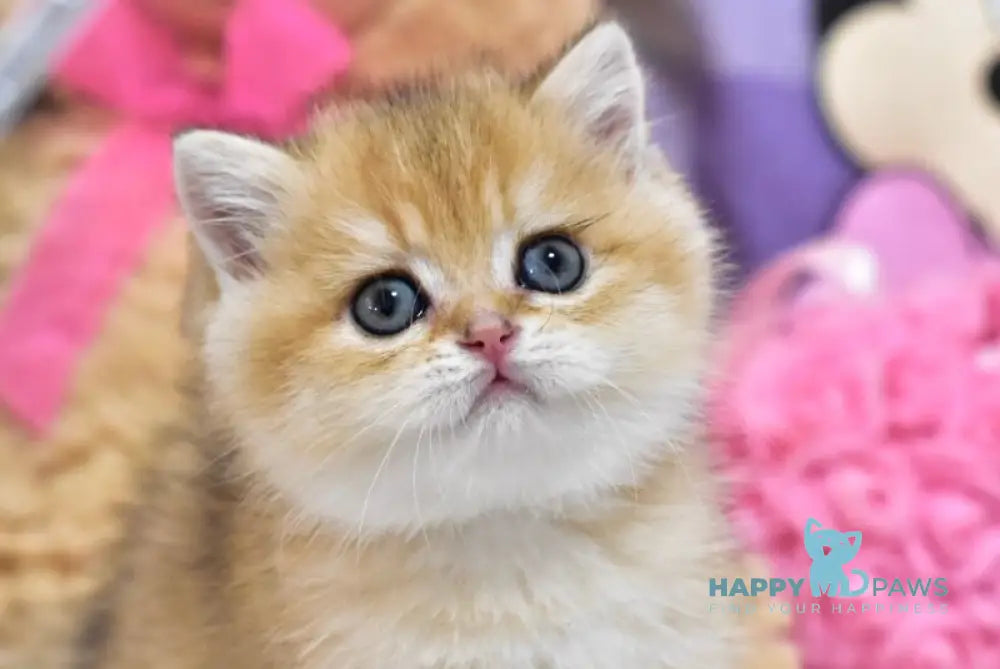 Bianka British Shorthair female black golden ticked tabby live animals