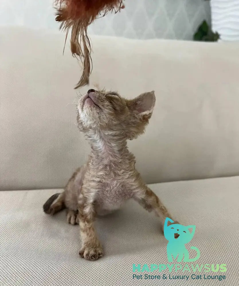 Bianka Devon Rex female chocolate tortie tabby - live animals