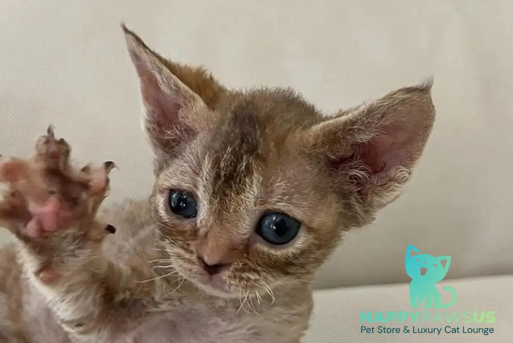 Bianka Devon Rex female chocolate tortie tabby - live animals