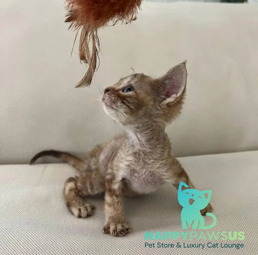 Bianka Devon Rex female chocolate tortie tabby - live animals