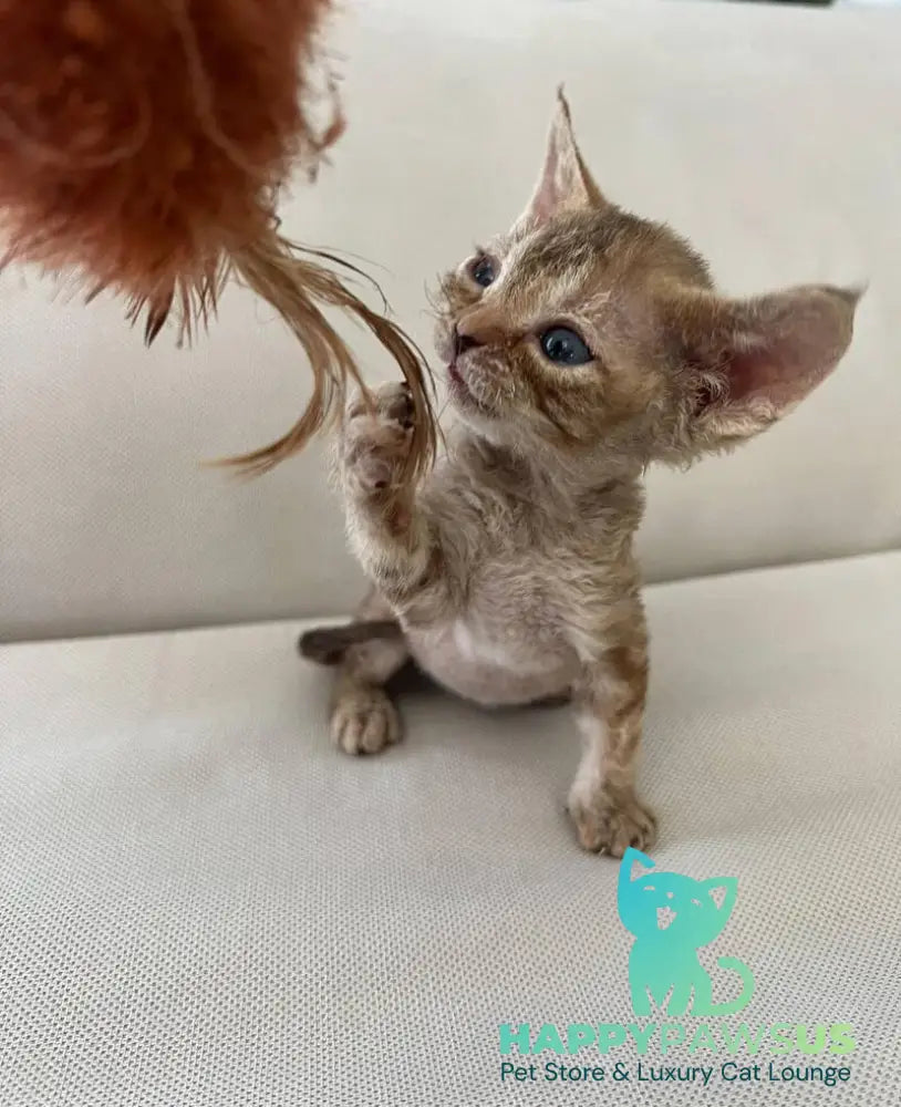 Bianka Devon Rex female chocolate tortie tabby - live animals