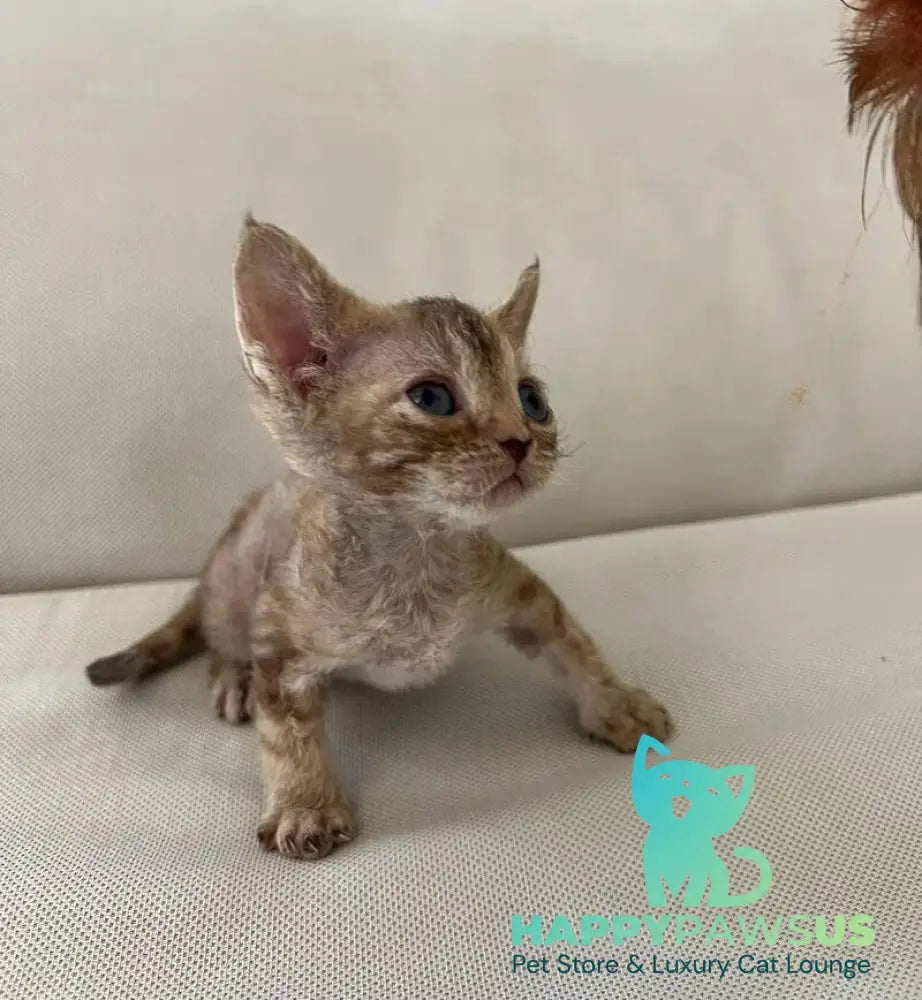 Bianka Devon Rex female chocolate tortie tabby - live animals