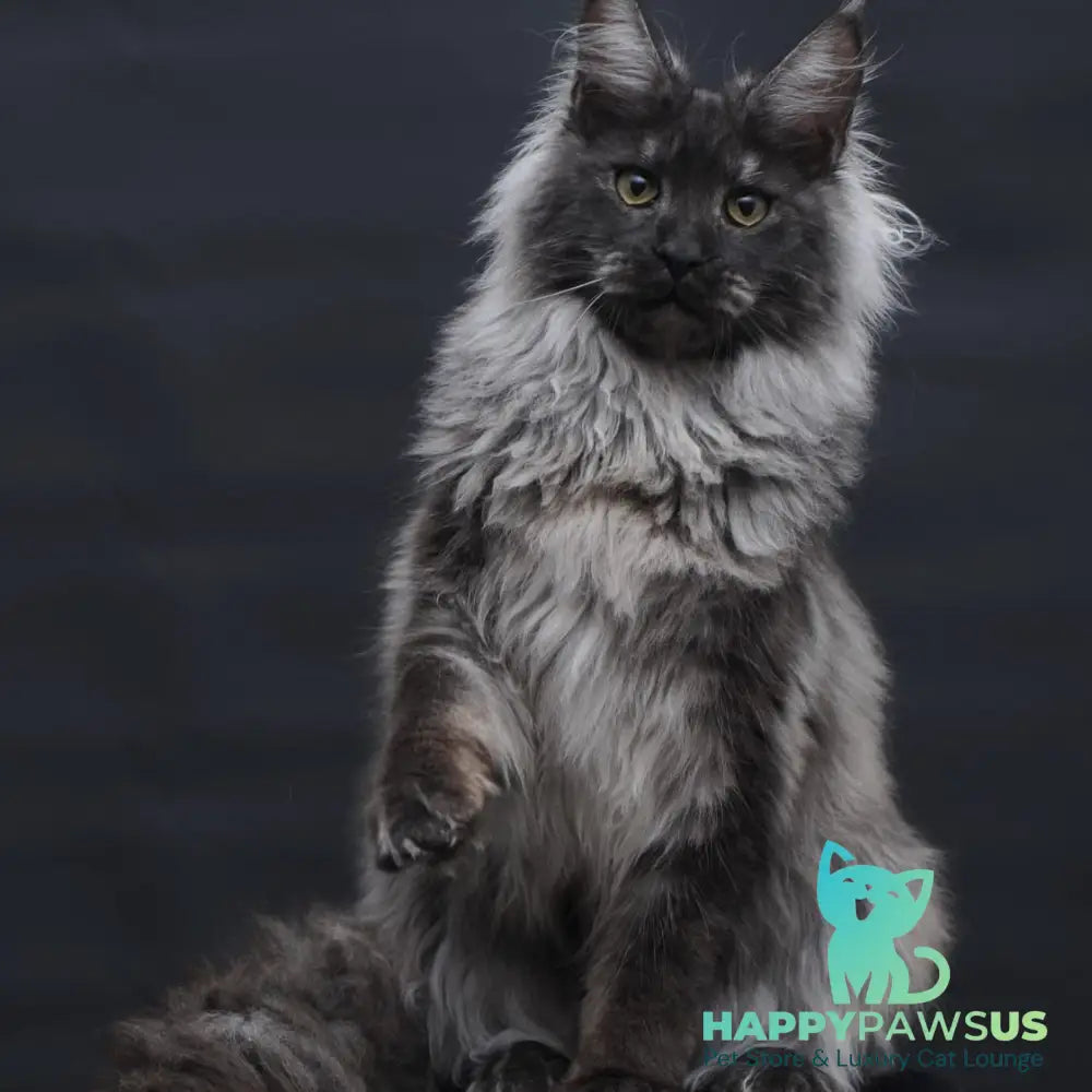 Bianka Maine Coon female black silver - live animals