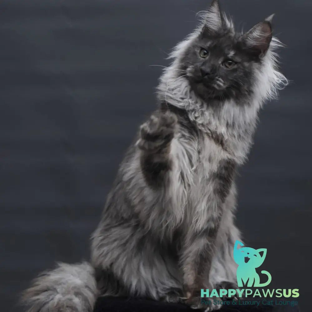 Bianka Maine Coon female black silver - live animals