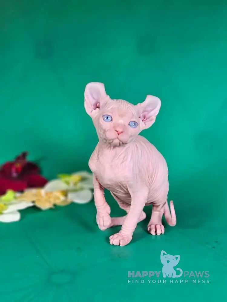 Biata Elf female white live animals