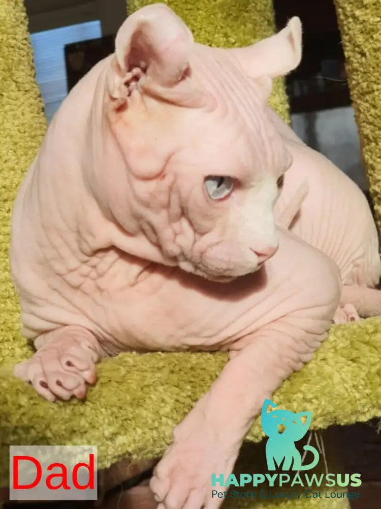 Biata Elf female white live animals