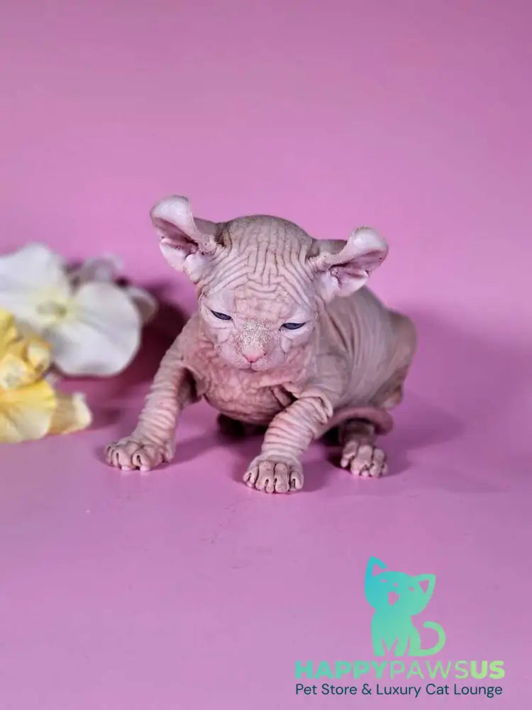 Biata Elf female white live animals