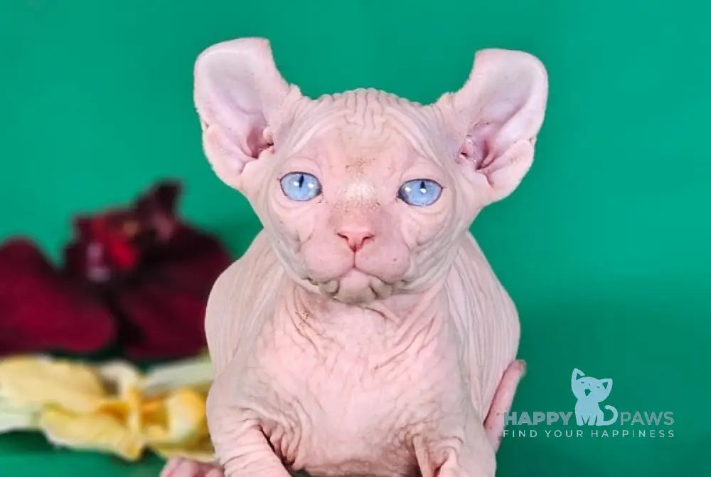 Biata Elf female white live animals