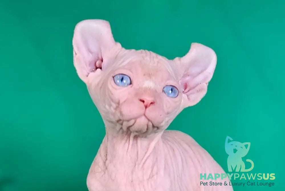 Biata Elf female white live animals