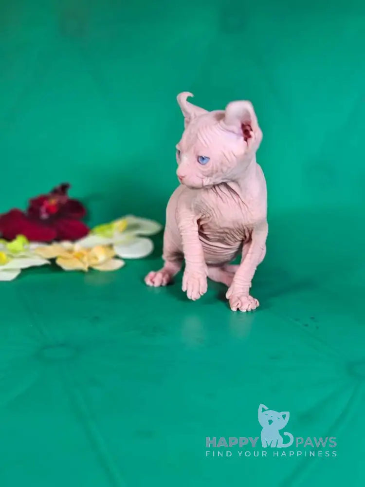 Biata Elf female white live animals
