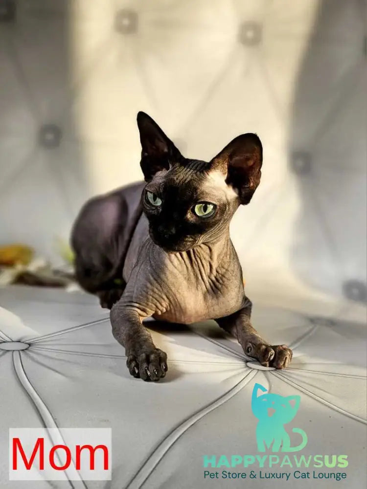 Biata Elf female white live animals