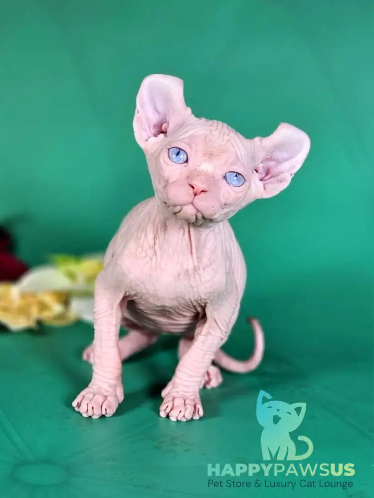 Biata Elf female white live animals