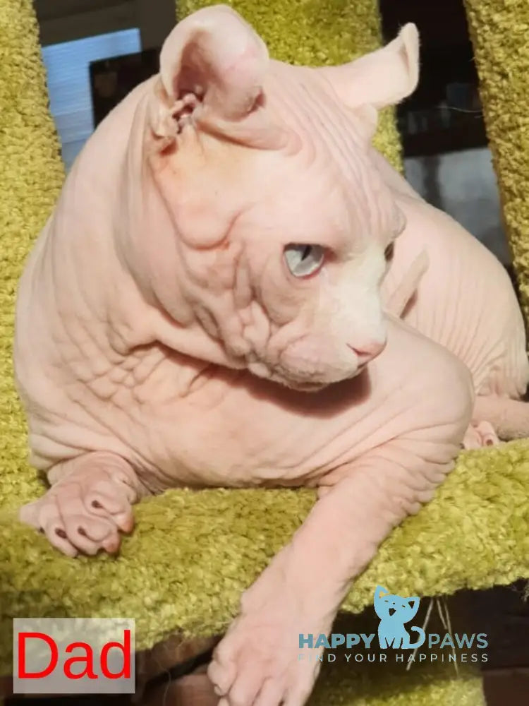 Biata Elf female white live animals